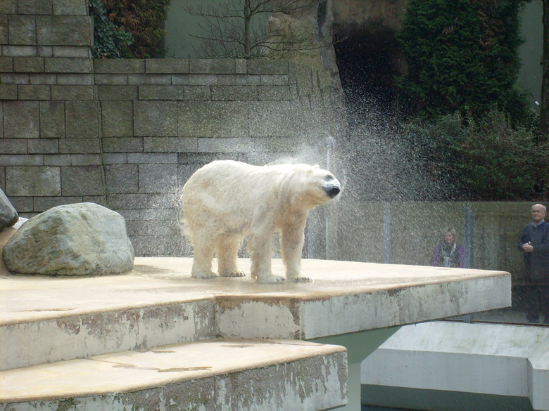 Eisbärin Jerka im Wuppertaler Zoo am 7. April 2010