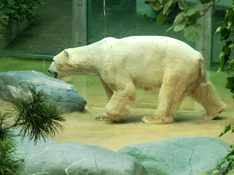Eisbär Lars im Zoo Wuppertal am 25. Juni 2010