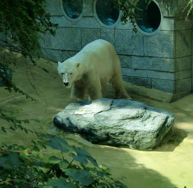 Eisbär Lars im Zoologischen Garten Wuppertal am 27. Juni 2010