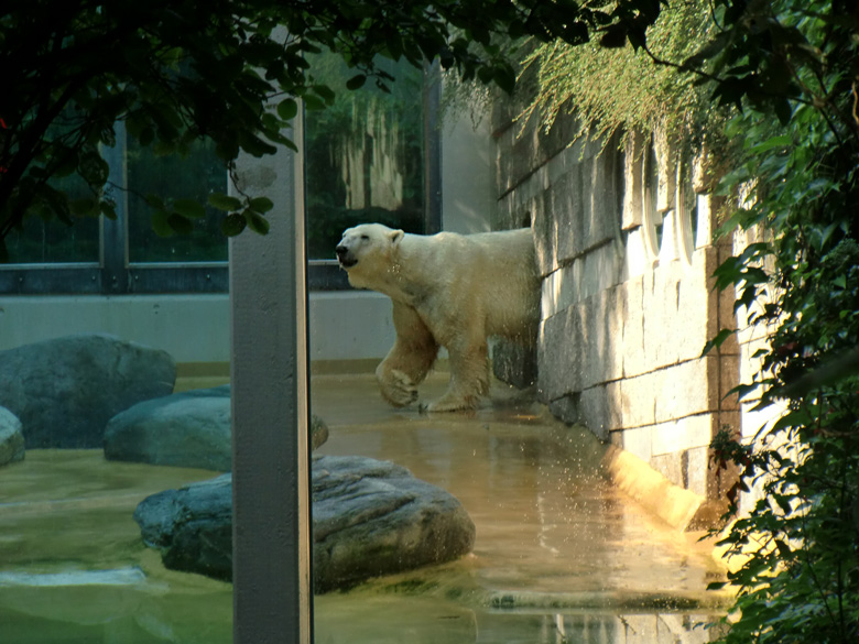 Eisbär Lars im Zoologischen Garten Wuppertal am 3. Juli 2010