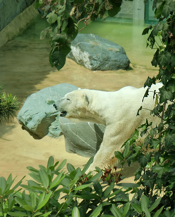 Eisbär Lars im Zoo Wuppertal am 9. Juli 2010