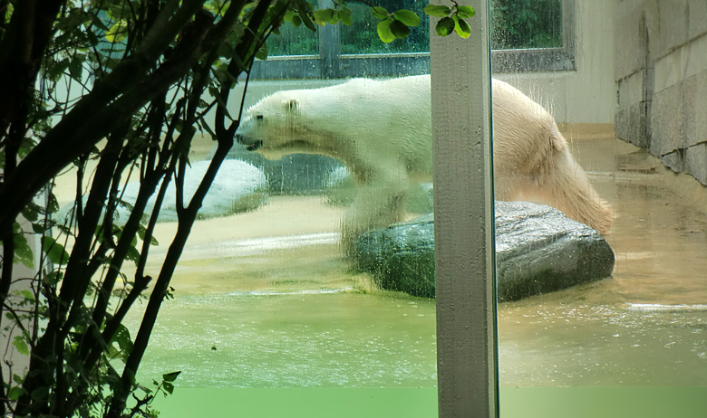 Eisbär Lars im Zoologischen Garten Wuppertal am 9. Juli 2010
