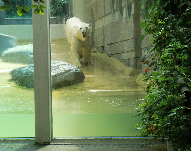 Eisbär Lars im Zoo Wuppertal am 9. Juli 2010