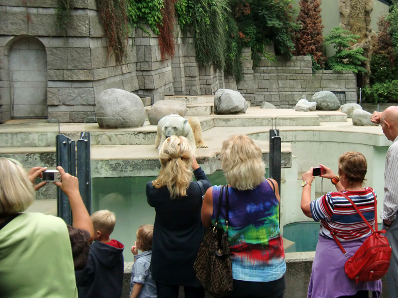 Eisbär Lars im Zoo Wuppertal am 5. August 2010