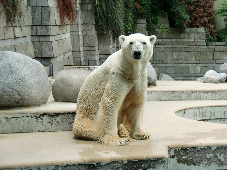 Eisbär Lars im Zoologischen Garten Wuppertal am 5. August 2010
