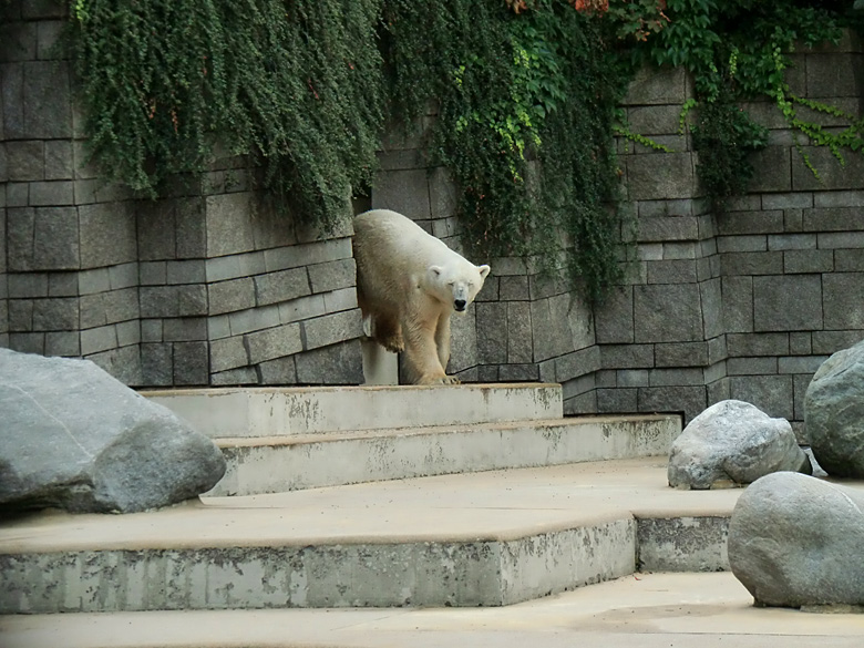 Eisbär Lars im Zoologischen Garten Wuppertal am 5. August 2010