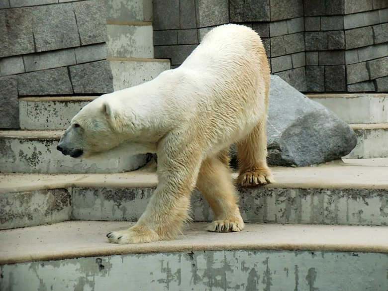Eisbär Lars im Wuppertaler Zoo am 5. August 2010
