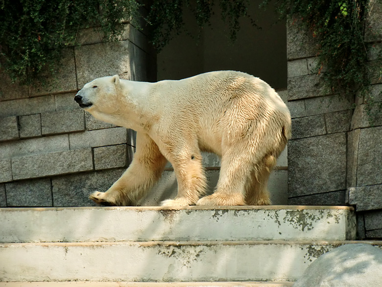 Eisbär Lars im Zoo Wuppertal am 5. August 2010