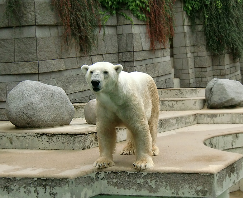 Eisbär Lars im Wuppertaler Zoo am 5. August 2010