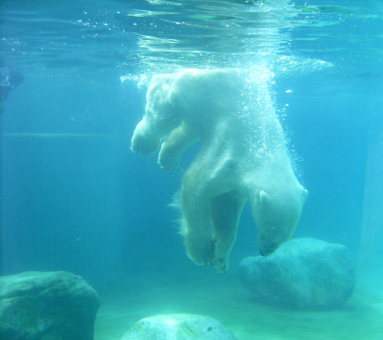 Eisbär Lars unter Wasser im Zoo Wuppertal am 7. August 2010