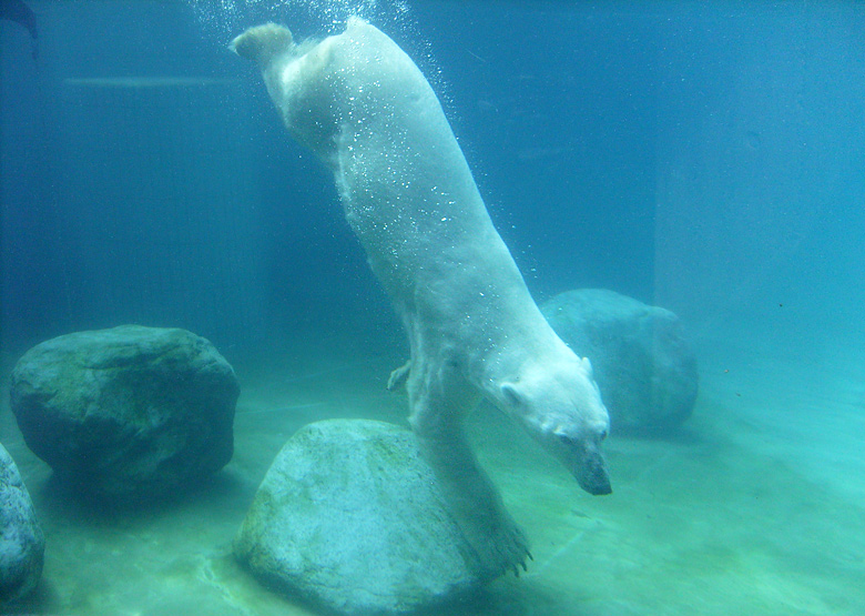 Eisbär Lars unter Wasser im Zoologischen Garten Wuppertal am 7. August 2010