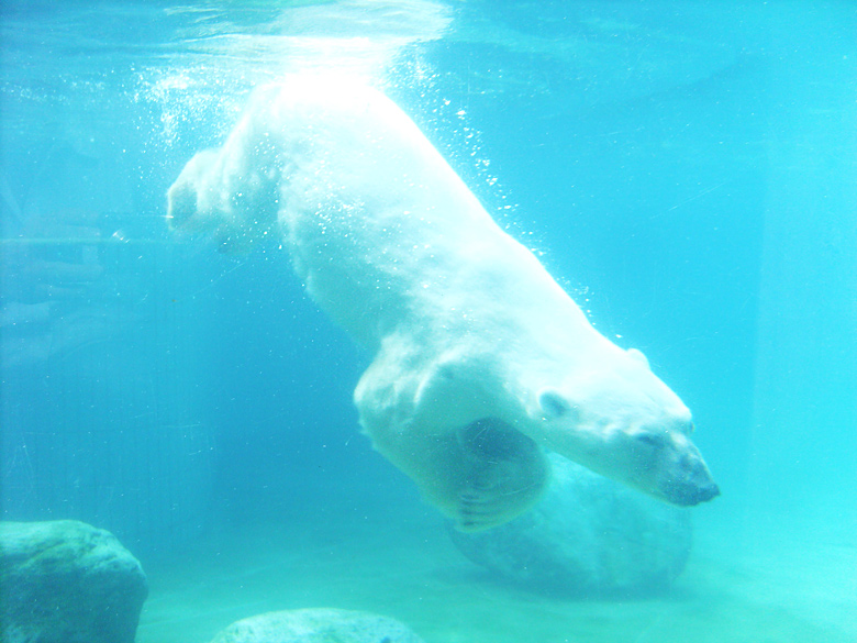 Eisbär Lars unter Wasser im Wuppertaler Zoo am 7. August 2010