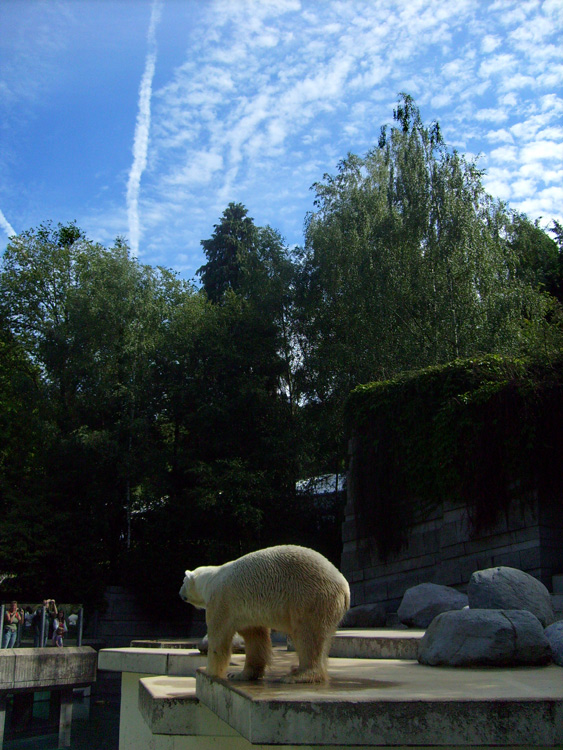 Wolkenhimmel über Eisbär Lars im Zoologischen Garten Wuppertal am 7. August 2010