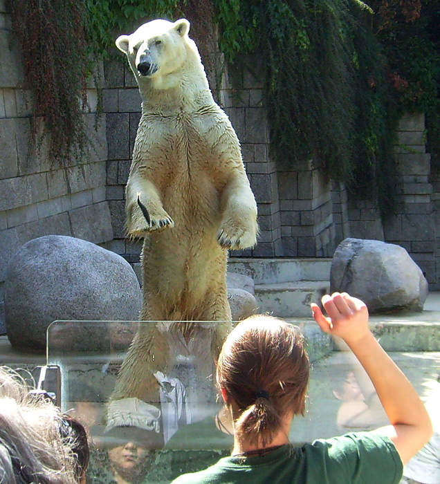 Eisbär Lars im Zoologischen Garten Wuppertal am 7. August 2010