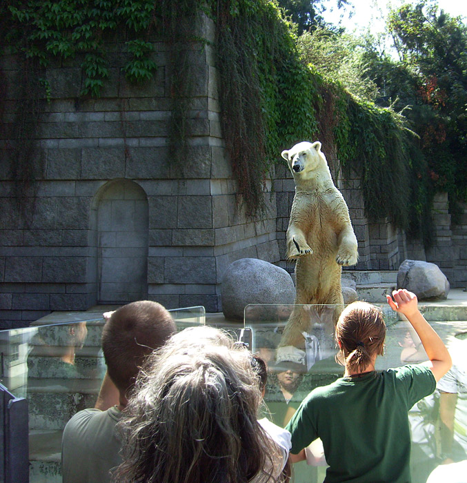 Eisbär Lars im Zoo Wuppertal am 7. August 2010