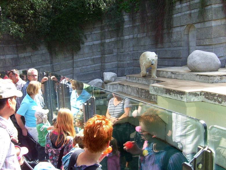 Eisbär Lars im Wuppertaler Zoo am 7. August 2010