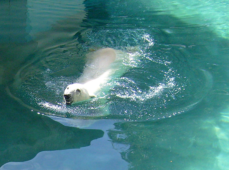 Eisbär Lars im Wasser im Zoo Wuppertal am 7. August 2010