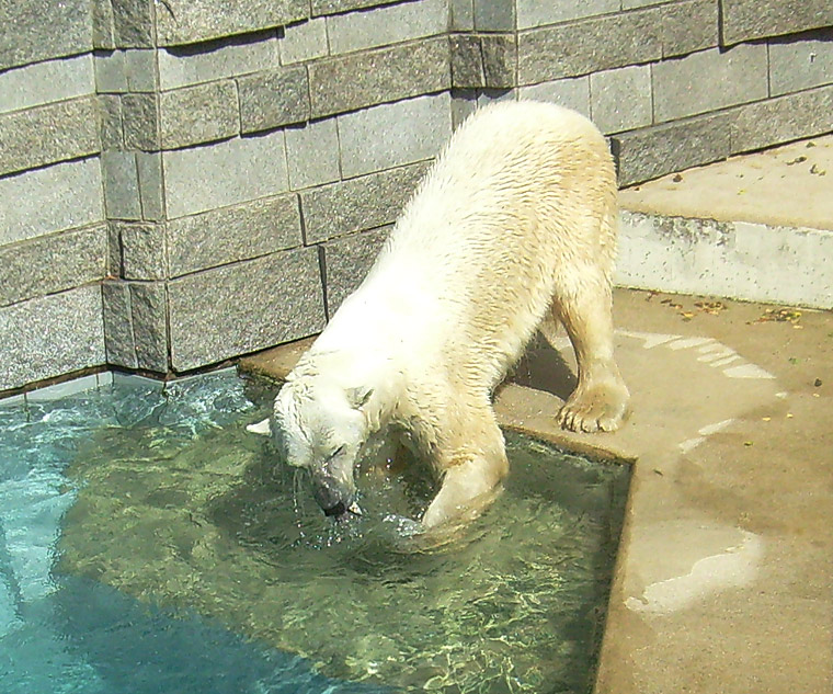Eisbär Lars holte einen Fisch aus dem Wasser im Zoologischen Garten Wuppertal am 7. August 2010