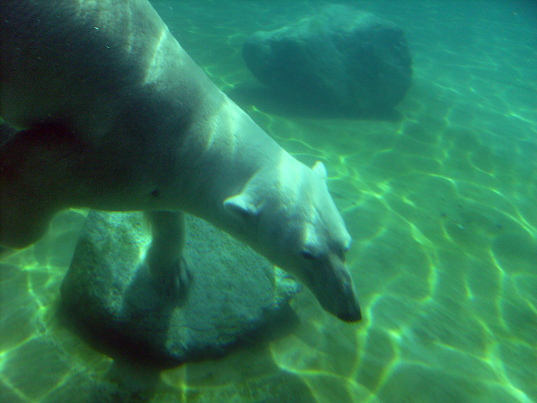 Eisbär Lars unter Wasser im Zoologischen Garten Wuppertal am 7. August 2010