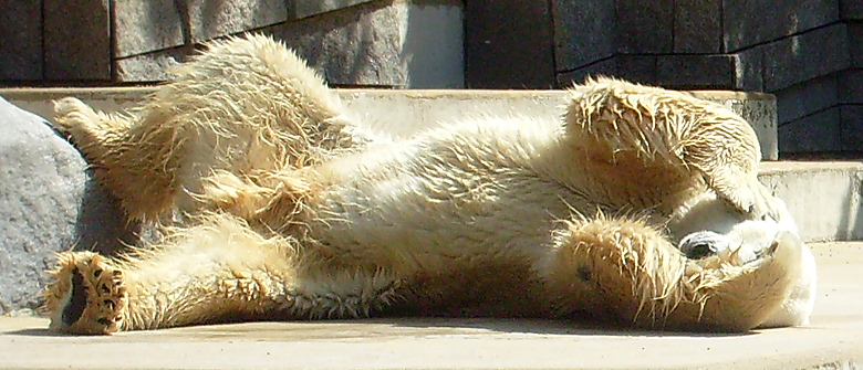 Eisbär Lars im Zoo Wuppertal am 7. August 2010