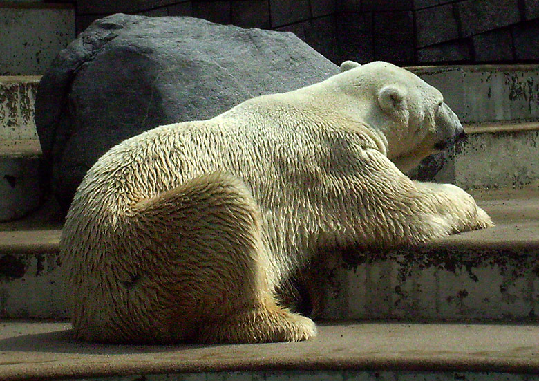 Eisbär Lars im Wuppertaler Zoo am 8. August 2010