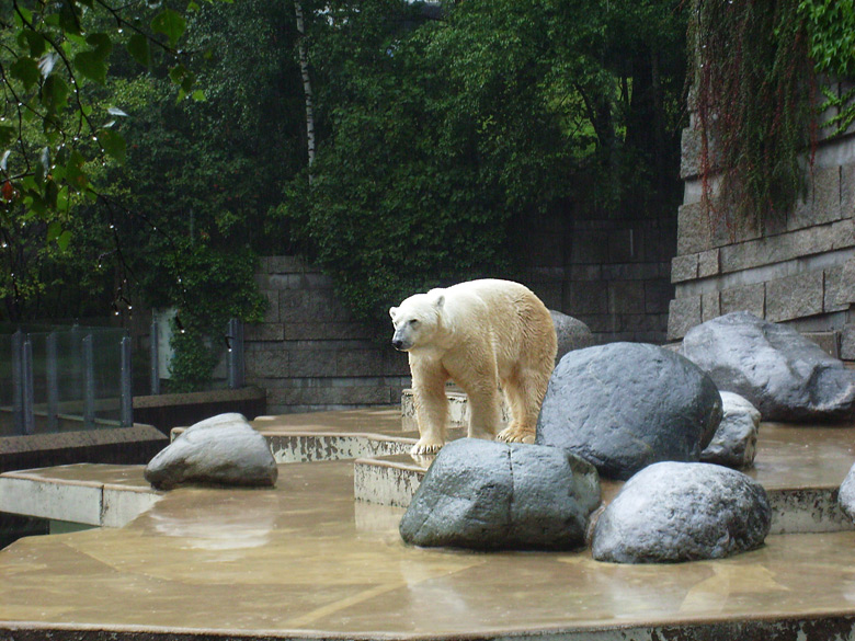 Eisbär Lars beobachtete die Fütterung der Seelöwen im Zoologischen Garten Wuppertal am 8. August 2010