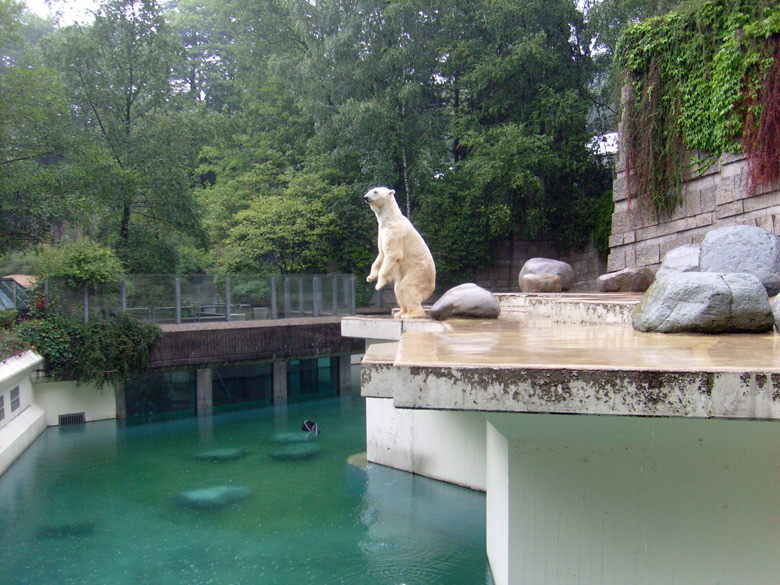 Eisbär Lars im Zoologischen Garten Wuppertal am 8. August 2010