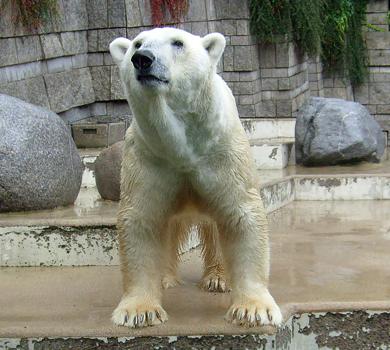 Eisbär Lars im Zoo Wuppertal am 8. August 2010