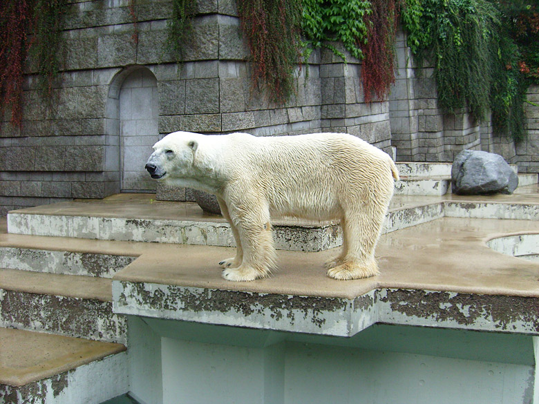 Eisbär Lars im Zoologischen Garten Wuppertal am 8. August 2010