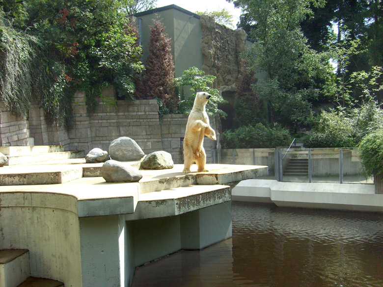Eisbär Lars im Zoo Wuppertal am 14. August 2010