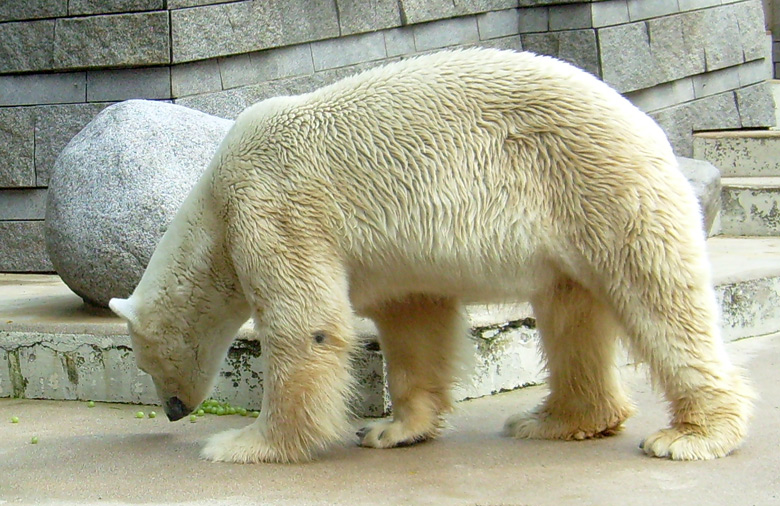 Eisbär Lars im Zoologischen Garten Wuppertal am 14. August 2010