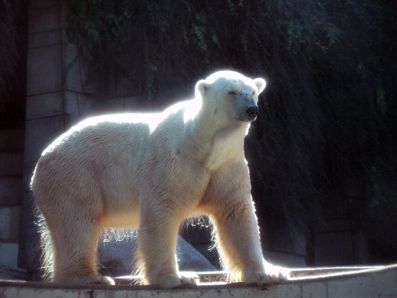 Eisbär Lars im Zoologischen Garten Wuppertal am 21. August 2010