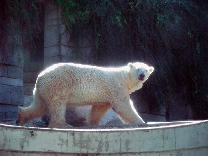 Eisbär Lars im Zoo Wuppertal am 21. August 2010