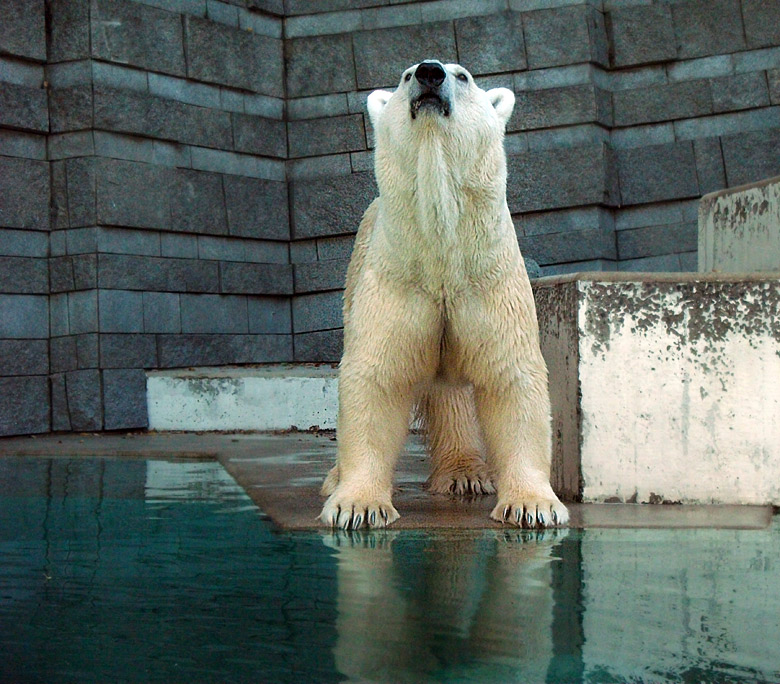 Eisbär Lars im Zoologischen Garten Wuppertal am 5. September 2010