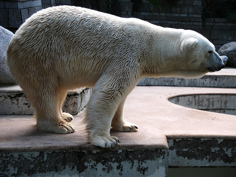 Eisbär Lars im Zoologischen Garten Wuppertal am 20. September 2010