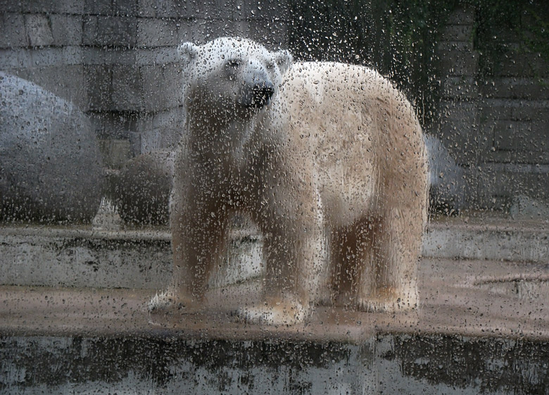 Eisbär Lars im Zoo Wuppertal am 27. September 2010