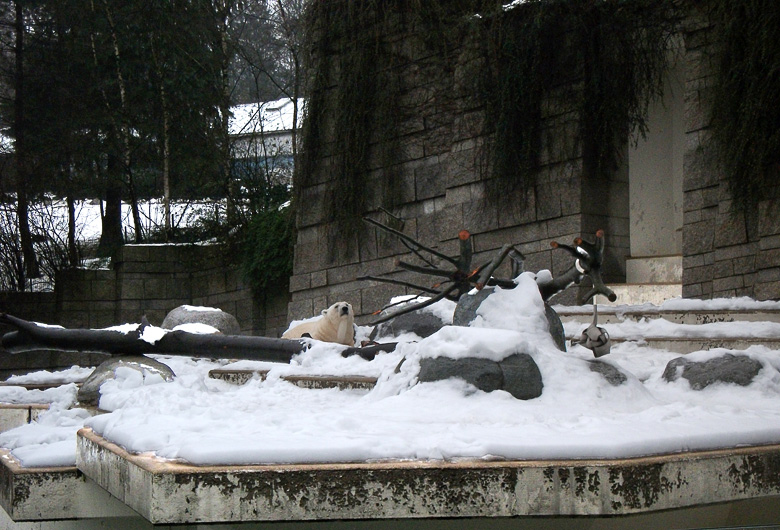 Eisbär Lars im Zoologischen Garten Wuppertal am 11. Dezember 2010
