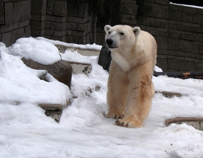 Eisbär Lars im Wuppertaler Zoo am 11. Dezember 2010
