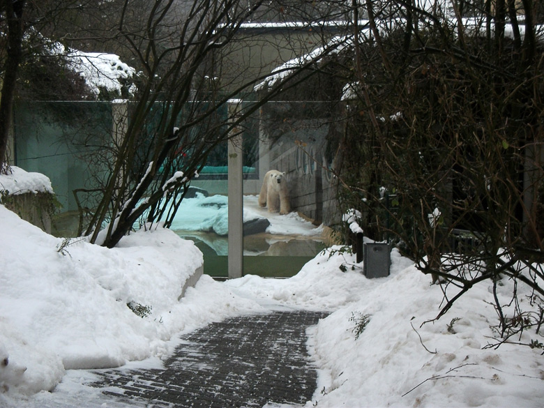Eisbär Lars im Zoo Wuppertal am 23. Dezember 2010