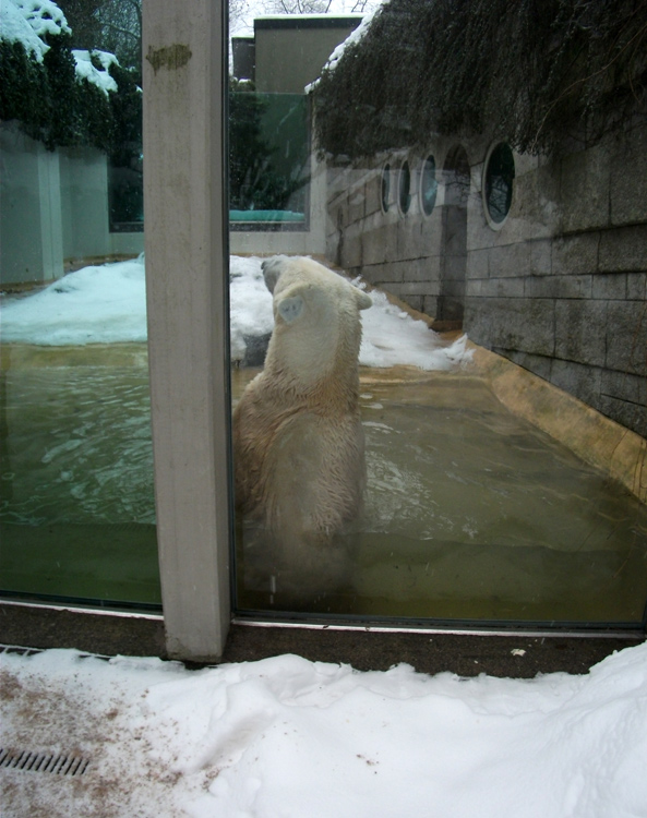 Eisbär Lars im Zoologischen Garten Wuppertal am 23. Dezember 2010