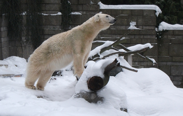 Eisbärin Vilma im Wuppertaler Zoo am 23. Dezember 2010