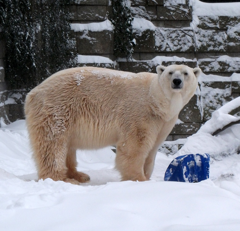 Eisbär Lars im Zoologischen Garten Wuppertal am 24. Dezember 2010