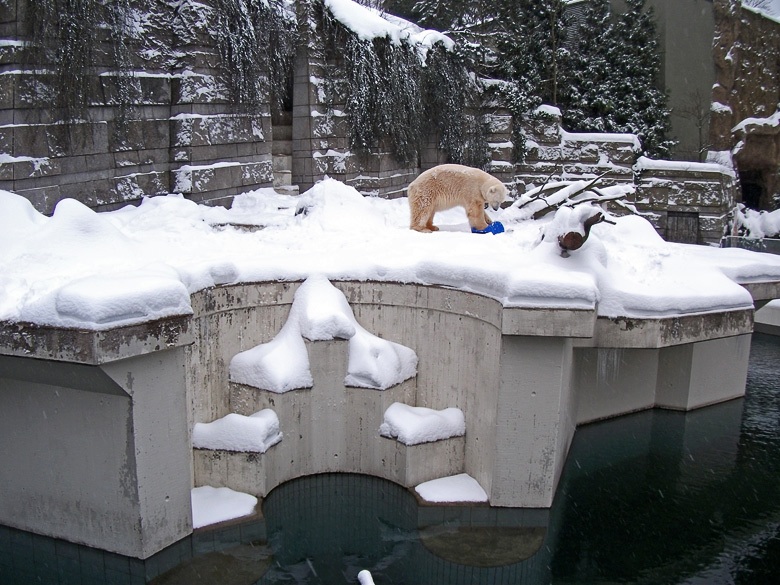 Eisbär Lars im Wuppertaler Zoo am 24. Dezember 2010