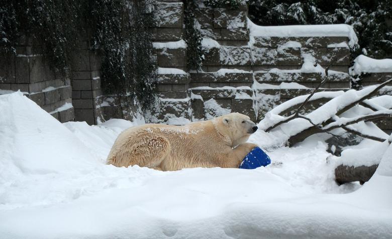 Eisbär Lars im Zoologischen Garten Wuppertal am 24. Dezember 2010