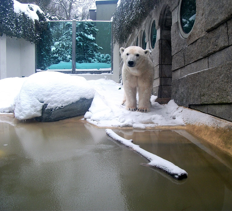 Eisbärin Vilma im Wuppertaler Zoo am 24. Dezember 2010
