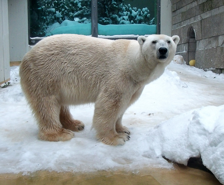 Eisbär Lars im Zoo Wuppertal am 26. Dezember 2010