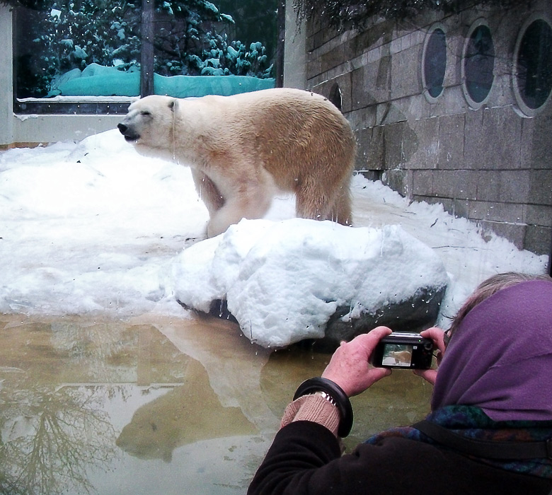 Eisbär Lars im Zoologischen Garten Wuppertal am 26. Dezember 2010