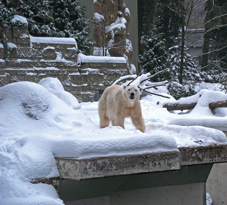 Eisbärin Vilma im Zoologischen Garten Wuppertal am 26. Dezember 2010