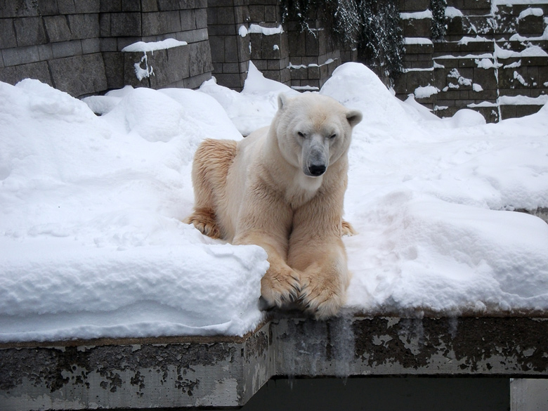 Eisbär Lars im Zoologischen Garten Wuppertal am 27. Dezember 2010