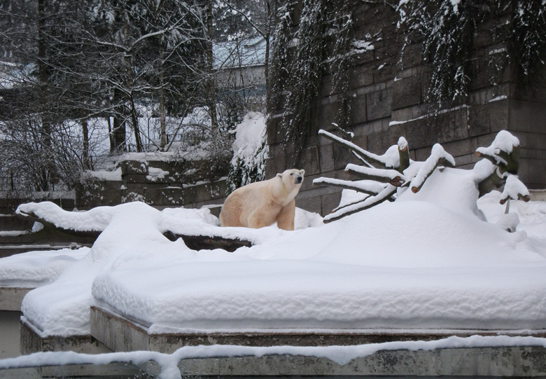 Eisbär Lars im Zoo Wuppertal am 27. Dezember 2010